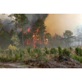 Opatrenia na ochranu lesov pre požiarmi